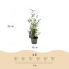 Bamboe - Fargesia Black Dragon - Bladhoudend - Niet Woekerend - Groen - 18 Planten