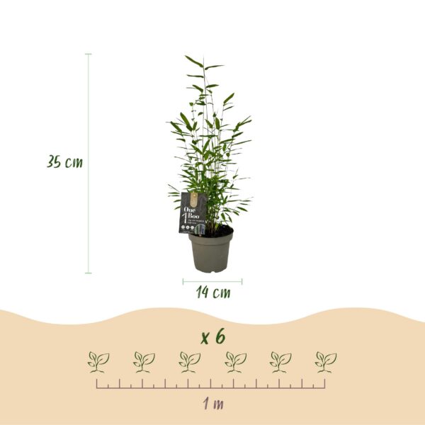 Bamboe - Fargesia Black Dragon - Bladhoudend - Niet Woekerend - Groen - 18 Planten