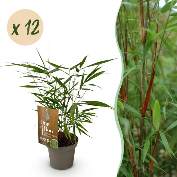 Bamboe - Fargesia Asian Wonder - Bladhoudend - Niet Woekerend - Groen - 12 Planten