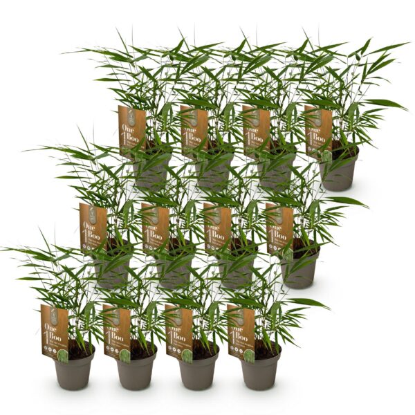 Bamboe - Fargesia Asian Wonder - Bladhoudend - Niet Woekerend - Groen - 12 Planten