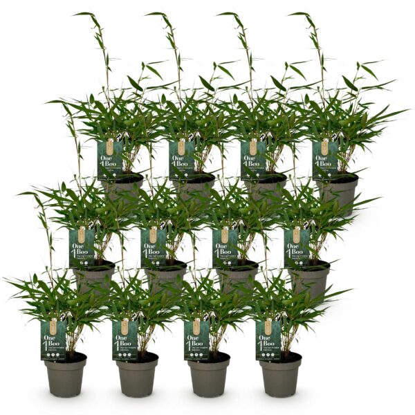 Bamboe - Fargesia robusta Pingwu - Bladhoudend - Niet Woekerend - Groen - 12 Planten
