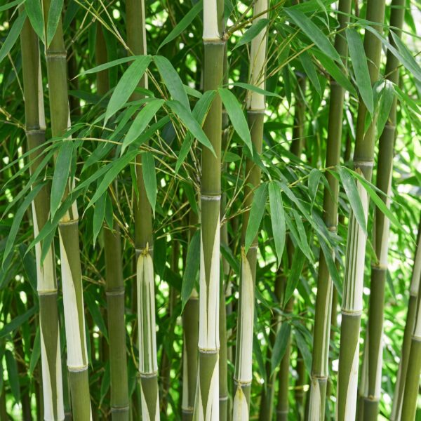 Bamboe - Fargesia robusta Pingwu - Bladhoudend - Niet Woekerend - Groen - 12 Planten