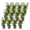 Bamboe - Fargesia Rufa - Bladhoudend - Niet Woekerend - Groen - 12 Planten