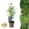 Bamboe - Fargesia Blue Dragon - Bladhoudend - Niet Woekerend - Groen - 12 Planten