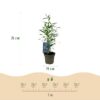 Bamboe - Fargesia Blue Dragon - Bladhoudend - Niet Woekerend - Groen - 12 Planten