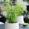 Bamboe - Fargesia Blue Dragon - Bladhoudend - Niet Woekerend - Groen - 12 Planten