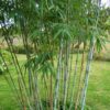 Bamboe - Fargesia Blue Dragon - Bladhoudend - Niet Woekerend - Groen - 12 Planten
