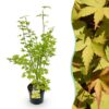 Acer palmatum Summergold - Japanse Esdoorn - Bladverliezend - Geel