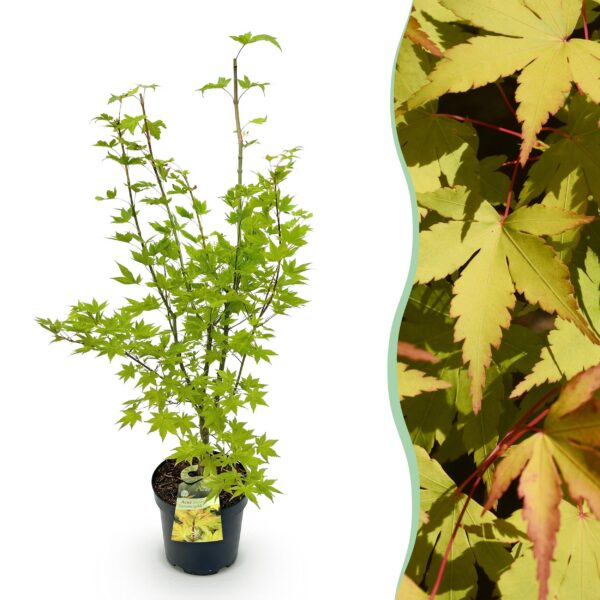 Acer palmatum Summergold - Japanse Esdoorn - Bladverliezend - Geel