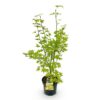 Acer palmatum Summergold - Japanse Esdoorn - Bladverliezend - Geel