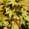 Acer palmatum Summergold - Japanse Esdoorn - Bladverliezend - Geel