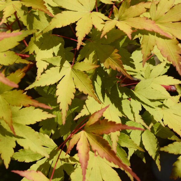 Acer palmatum Summergold - Japanse Esdoorn - Bladverliezend - Geel