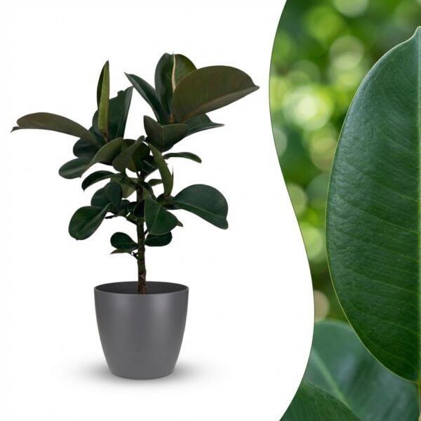 Rubberplant - Ficus Elastica Cloe - Groen - Weinig onderhoud - met Potter Grijs