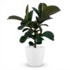 Rubberplant - Ficus Elastica Cloe - Groen - Weinig onderhoud - met Potter Wit