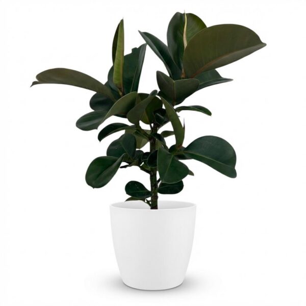 Rubberplant - Ficus Elastica Cloe - Groen - Weinig onderhoud - met Potter Wit
