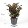 Pauwenplant - Calathea Makoyana - Groen - Weinig onderhoud - met Potter Grijs