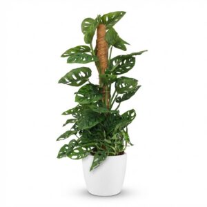 Monkey Mask - Monstera Andansonii Mosstok - Groen - Weinig onderhoud - met Potter Wit