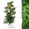 Monkey Mask - Monstera Andansonii Mosstok - Groen - Weinig onderhoud - met Potter Wit