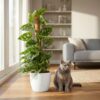 Monkey Mask - Monstera Andansonii Mosstok - Groen - Weinig onderhoud - met Potter Wit