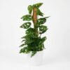 Monkey Mask - Monstera Andansonii Mosstok - Groen - Weinig onderhoud - met Potter Wit