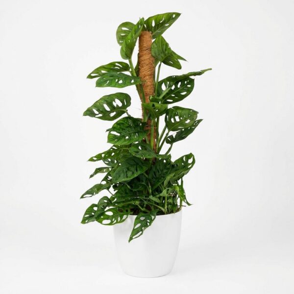 Monkey Mask - Monstera Andansonii Mosstok - Groen - Weinig onderhoud - met Potter Wit