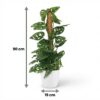 Monkey Mask - Monstera Andansonii Mosstok - Groen - Weinig onderhoud - met Potter Wit