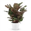 Pauwenplant - Calathea Makoyana - Groen - Weinig onderhoud - met Potter Wit