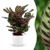 Pauwenplant - Calathea Makoyana - Groen - Weinig onderhoud - met Potter Wit