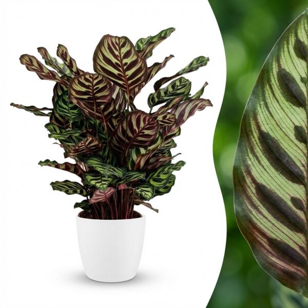 Pauwenplant - Calathea Makoyana - Groen - Weinig onderhoud - met Potter Wit