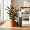 Pauwenplant - Calathea Makoyana - Groen - Weinig onderhoud - met Potter Wit