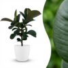 Rubberplant - Ficus Elastica Cloe - Groen - Weinig onderhoud - met Potter Wit