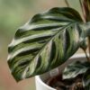 Pauwenplant - Calathea Makoyana - Groen - Weinig onderhoud - met Potter Wit