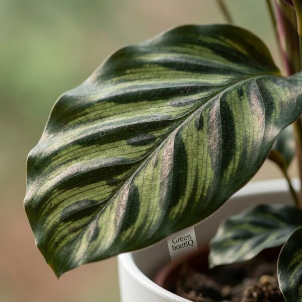 Pauwenplant - Calathea Makoyana - Groen - Weinig onderhoud - met Potter Wit