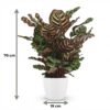Pauwenplant - Calathea Makoyana - Groen - Weinig onderhoud - met Potter Wit