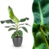Musa acuminata Dwarf Cavendisch - Bananenplant - Weinig onderhoud - Groen - met Potter Grijs