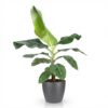 Musa acuminata Dwarf Cavendisch - Bananenplant - Weinig onderhoud - Groen - met Potter Grijs