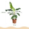 Musa acuminata Dwarf Cavendisch - Bananenplant - Weinig onderhoud - Groen - met Potter Grijs