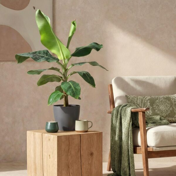 Musa acuminata Dwarf Cavendisch - Bananenplant - Weinig onderhoud - Groen - met Potter Grijs