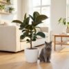 Rubberplant - Ficus Elastica Cloe - Groen - Weinig onderhoud - met Potter Wit