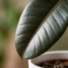 Rubberplant - Ficus Elastica Cloe - Groen - Weinig onderhoud - met Potter Wit
