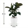 Rubberplant - Ficus Elastica Cloe - Groen - Weinig onderhoud - met Potter Wit