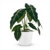 Olifantsoor - Alocasia Frydek - Groen - Weinig onderhoud - met Potter Wit