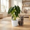 Olifantsoor - Alocasia Frydek - Groen - Weinig onderhoud - met Potter Wit