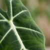 Olifantsoor - Alocasia Frydek - Groen - Weinig onderhoud - met Potter Wit