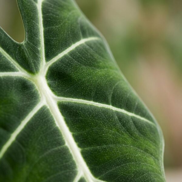 Olifantsoor - Alocasia Frydek - Groen - Weinig onderhoud - met Potter Wit