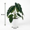 Olifantsoor - Alocasia Frydek - Groen - Weinig onderhoud - met Potter Wit