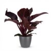 Philodendron - Philodendron Imperial Red - Rood - Weinig onderhoud - met Potter Grijs