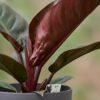 Philodendron - Philodendron Imperial Red - Rood - Weinig onderhoud - met Potter Grijs