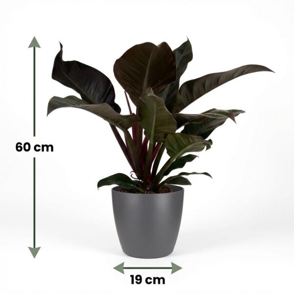 Philodendron - Philodendron Imperial Red - Rood - Weinig onderhoud - met Potter Grijs