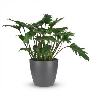 Philodendron - Philodendron Xanadu - Groen - Weinig onderhoud - met Potter Grijs